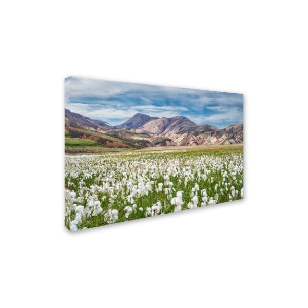 Michael Blanchette Photography 'Cotton Grass' Canvas Art,12x19